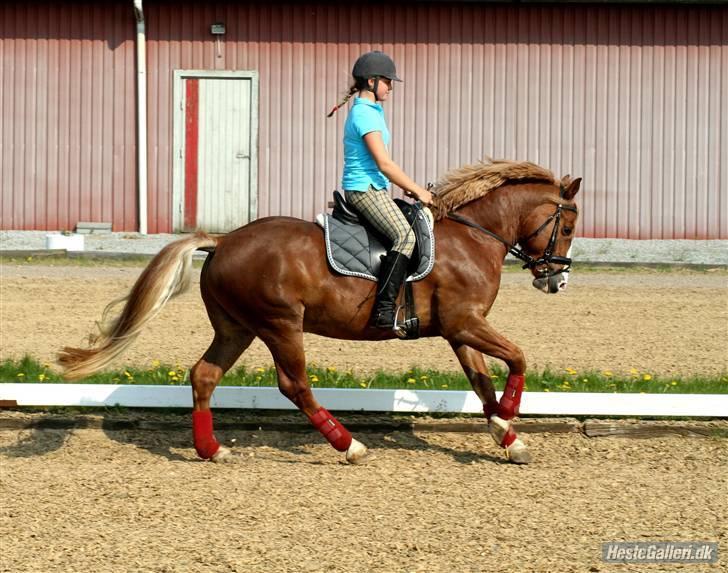Anden særlig race Dream Come True <3 - Elsker dig Gallop <3 billede 4