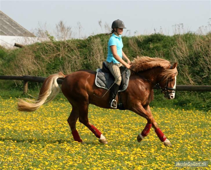 Anden særlig race Dream Come True <3 - Fri Gallop <3 billede 10
