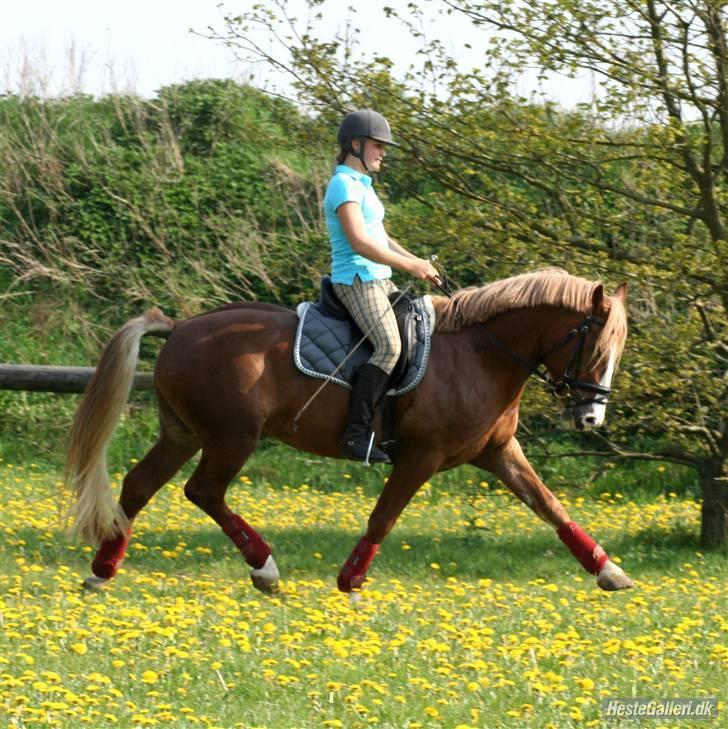 Anden særlig race Dream Come True <3 - Love love love you <3 billede 12