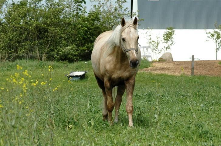 Palomino Frønsen billede 1