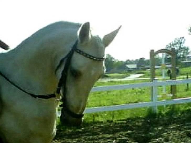 Palomino Frønsen billede 2