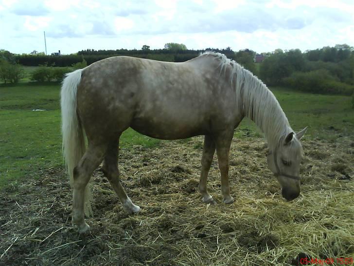 Palomino Frønsen billede 4