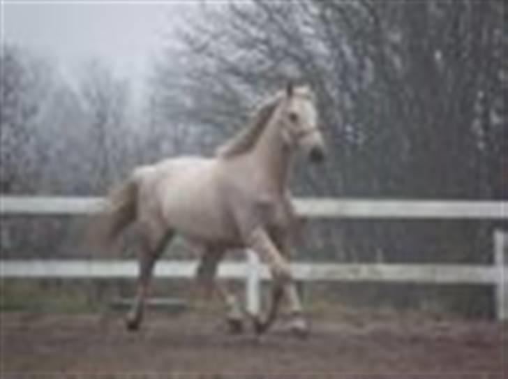 Palomino Frønsen billede 5