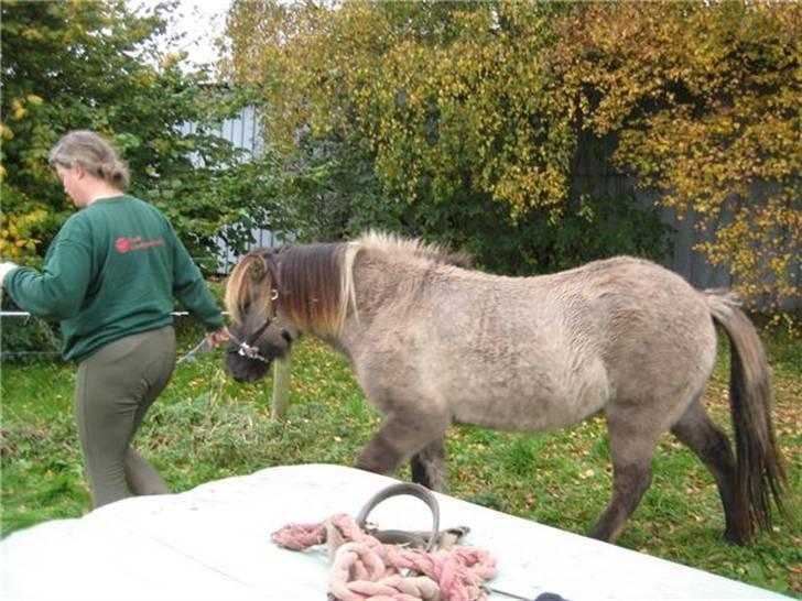 Islænder Skuggi fra Alskær - Nu skulle vi ud og lære at løfte hove :D <3 billede 2