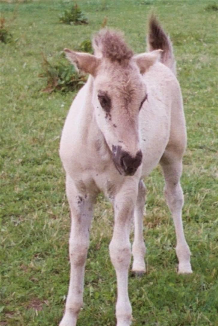 Islænder Skuggi fra Alskær - Skuggi som lille (: <3 billede 3