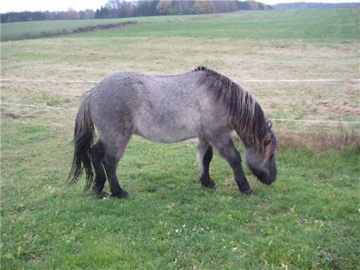 Islænder Skuggi fra Alskær billede 4