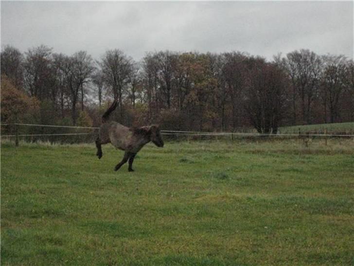 Islænder Skuggi fra Alskær billede 5