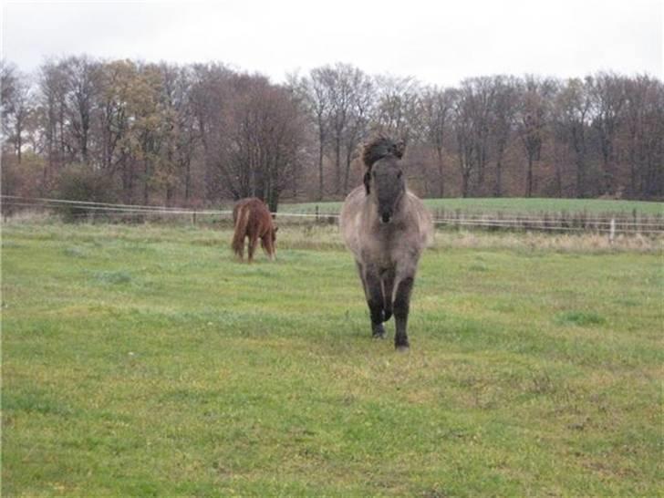 Islænder Skuggi fra Alskær billede 6