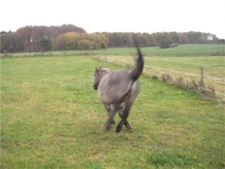 Islænder Skuggi fra Alskær billede 7