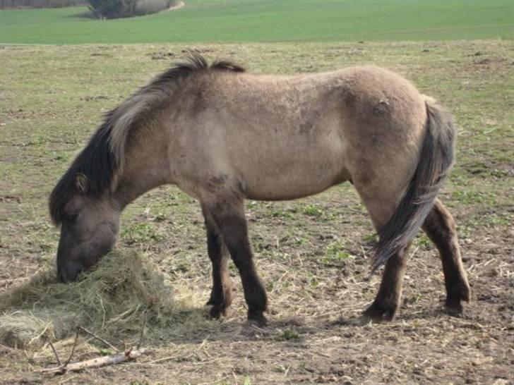 Islænder Skuggi fra Alskær billede 8