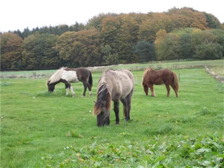 Islænder Skuggi fra Alskær billede 9