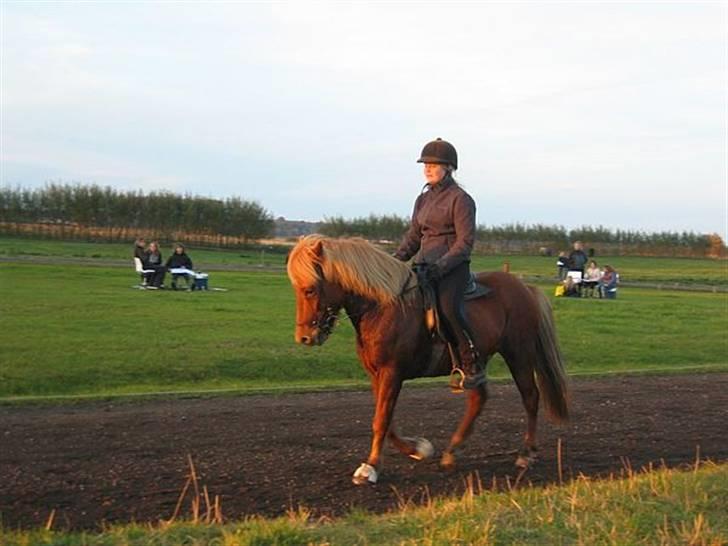 Islænder Atli Fra Kirstinelund - Boblestævnet 2008 Skridt  i 5-gang <3 billede 2