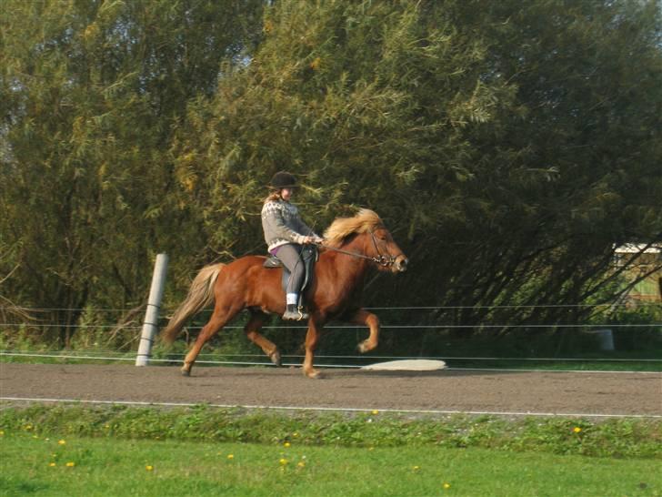 Islænder Atli Fra Kirstinelund - Boblestævnet 2007 Speedpas <3 billede 4