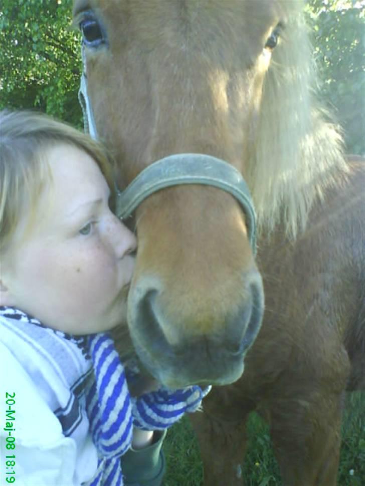 Islænder Atli Fra Kirstinelund - Atli JEG ELSKER DIG !! (L) billede 5