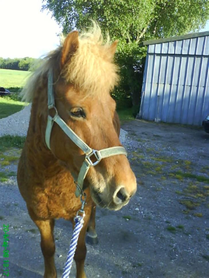 Islænder Atli Fra Kirstinelund billede 6