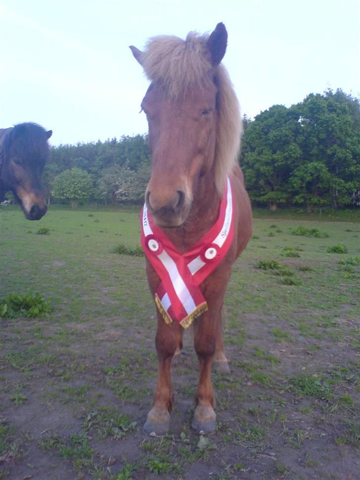 Islænder Atli Fra Kirstinelund - Sjællandsmester 2007 i Speedpas ! <3  billede 7