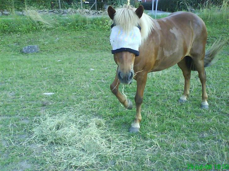 Islænder Atli Fra Kirstinelund - Klosterris ridelejr 2008 <3 billede 8
