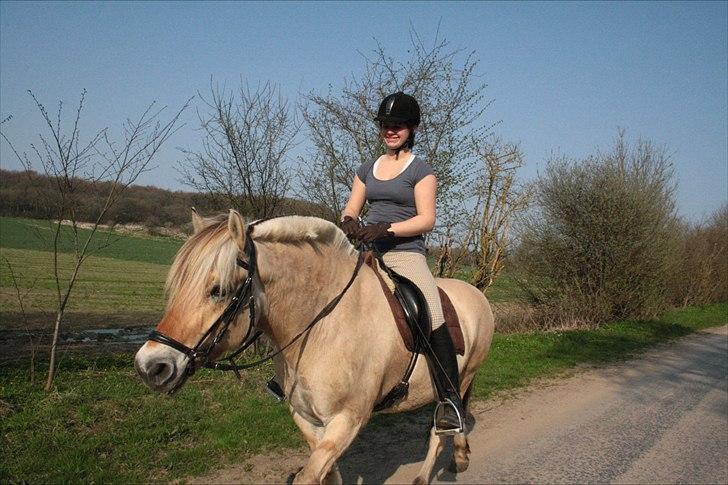 Fjordhest Lynges Fjølner  billede 5