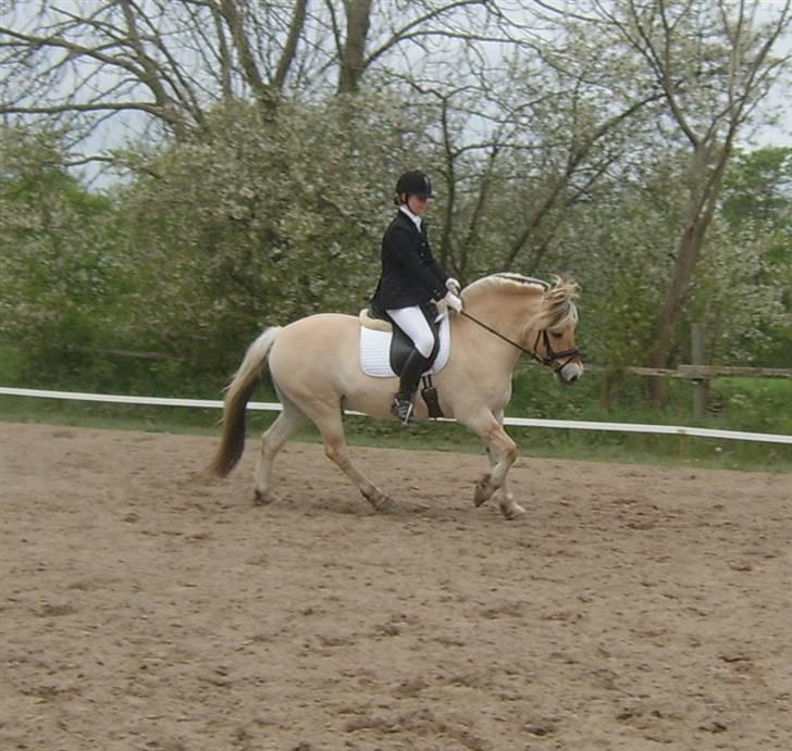 Fjordhest Lynges Fjølner  - Fra fynsmesterskabet (:  billede 7