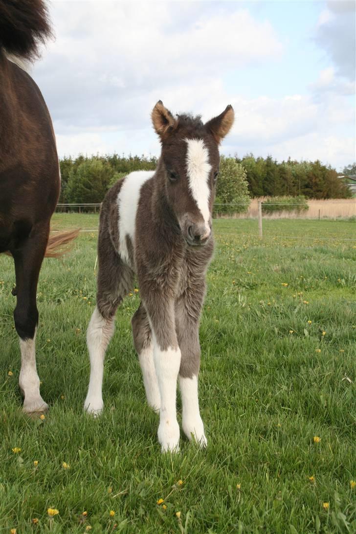 Islænder Duna Fra Ørnholm billede 1