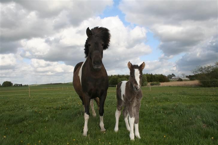 Islænder Duna Fra Ørnholm billede 2