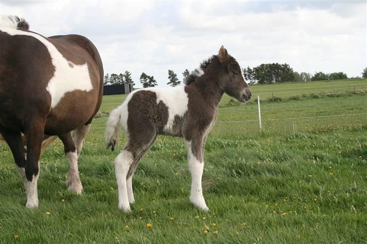 Islænder Duna Fra Ørnholm billede 3