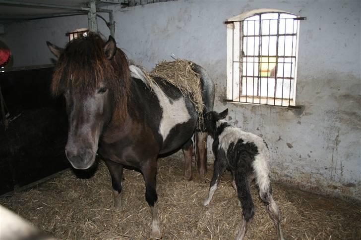 Islænder Duna Fra Ørnholm billede 4