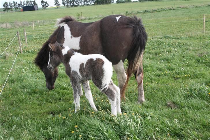 Islænder Duna Fra Ørnholm billede 5