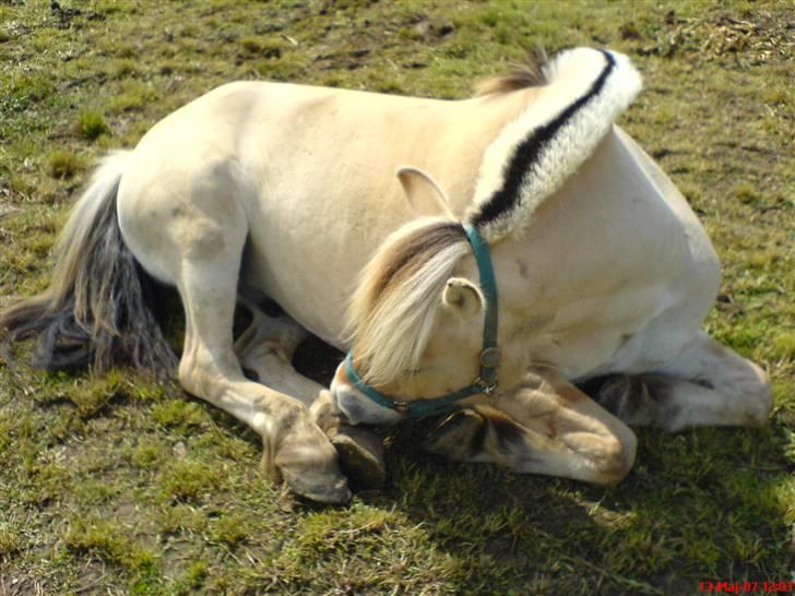 Fjordhest Lynges Fjølner  billede 10