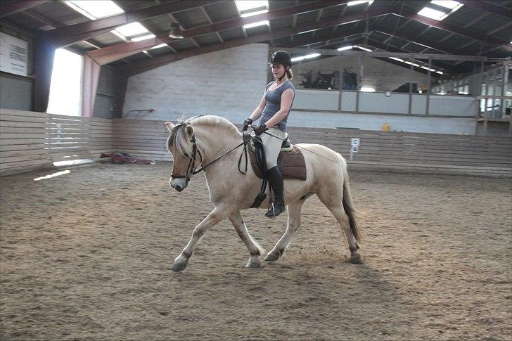 Fjordhest Lynges Fjølner  billede 12