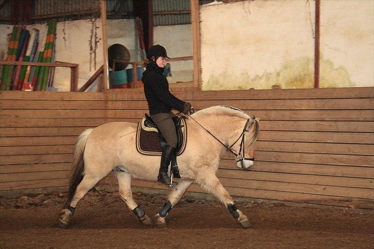 Fjordhest Lynges Fjølner  - Foto: Fie billede 14