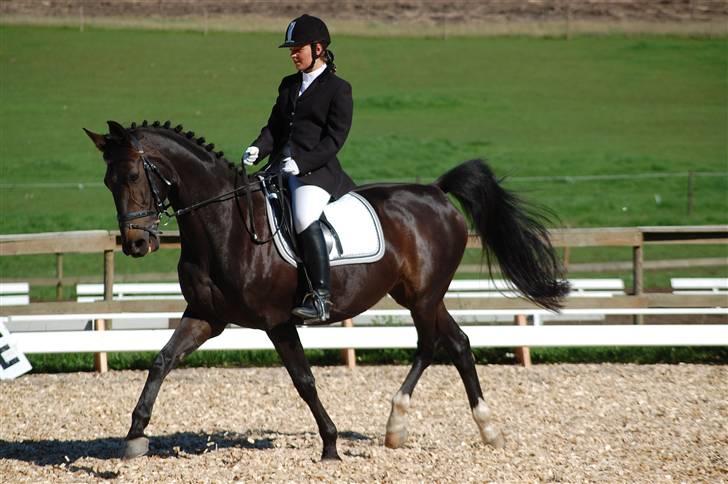 Dansk Varmblod Artemis billede 2