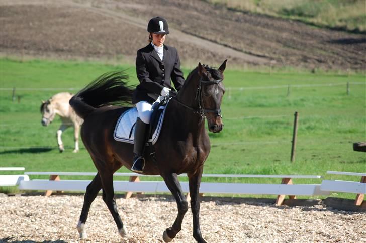 Dansk Varmblod Artemis billede 3