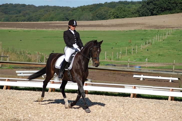 Dansk Varmblod Artemis billede 4