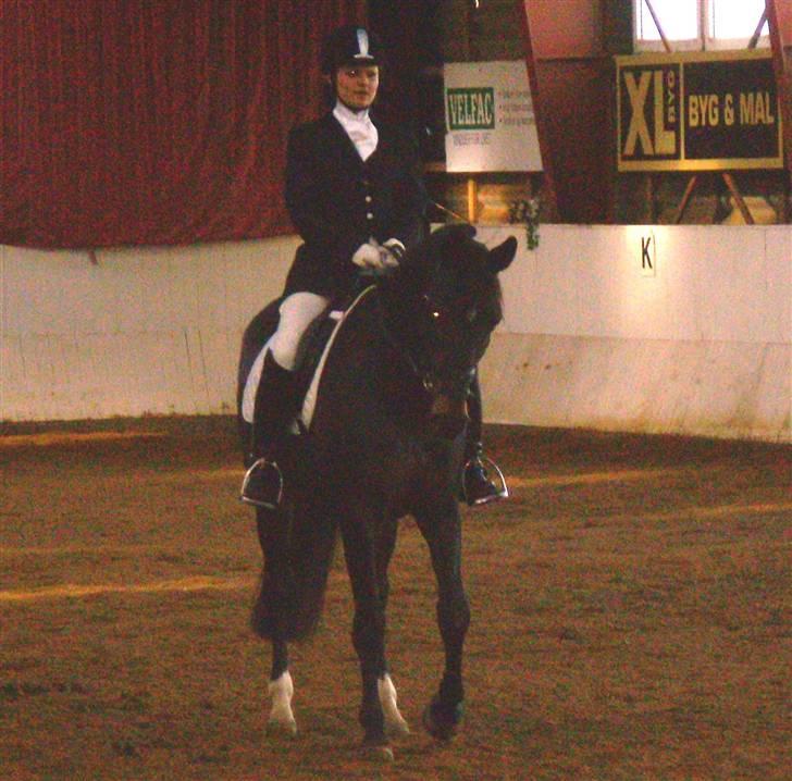 Dansk Varmblod Artemis billede 5