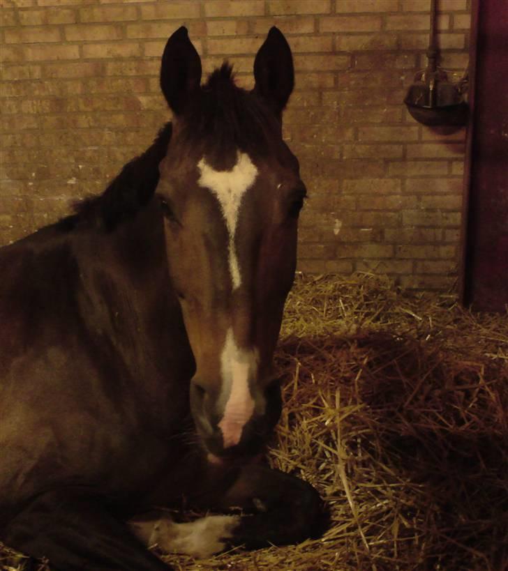 Dansk Varmblod Alamit - min lille dreng når han ligger og putter... han er bare så sød og kær billede 1