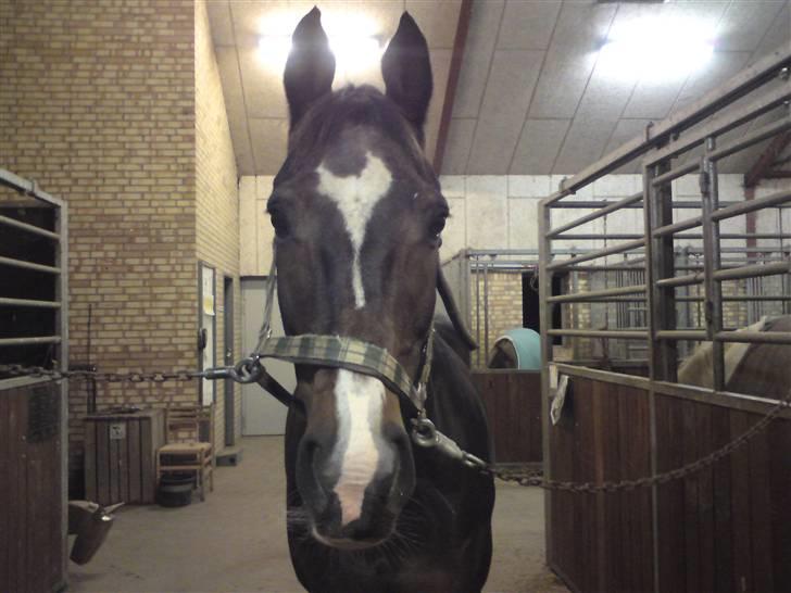 Dansk Varmblod Alamit - ala som vi kender ham... typisk glad og charmerende  billede 2