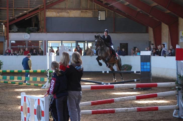 Dansk Varmblod Alamit - Ala med Laura en LD... totalt vindere billede 3