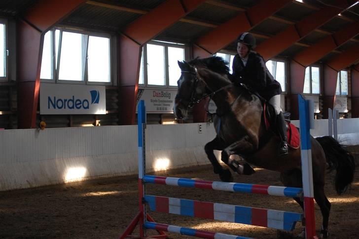 Dansk Varmblod Alamit - flyvende laura og ala billede 4