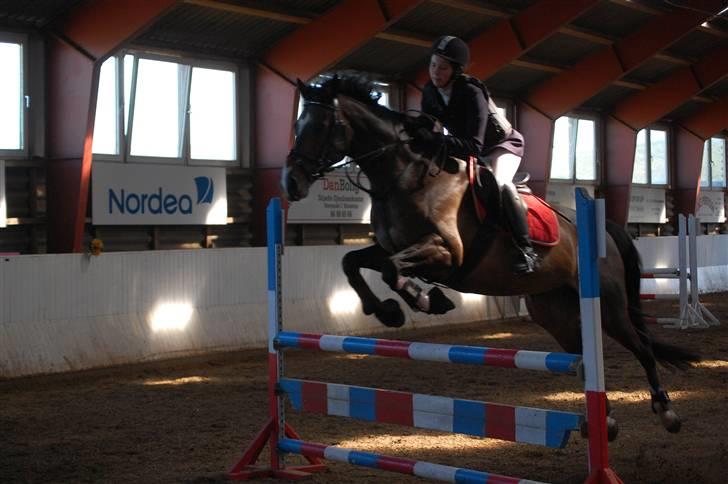 Dansk Varmblod Alamit billede 5