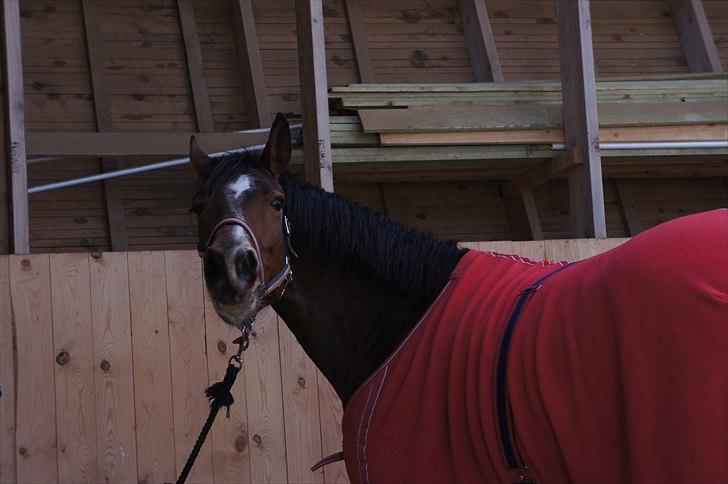 Pinto korel - Korell.:-D billede 7