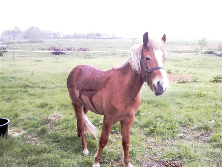 Islænder Fafnir fra Gadegård - Fafnir kl. 5,30 i regnvejr, hans første dag hjemme ved os :-) billede 8