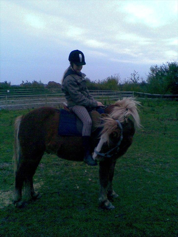 Islænder Fafnir fra Gadegård - Faffe med sadel for første gang i hans liv og 4 gang med rytter (: billede 9