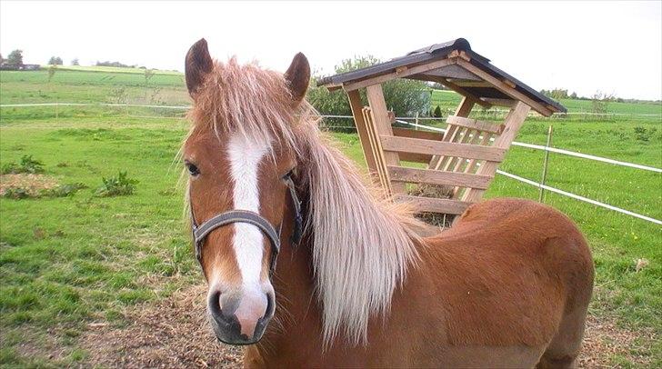 Islænder Fafnir fra Gadegård - Smukke Faffe en sommer dag(: billede 11