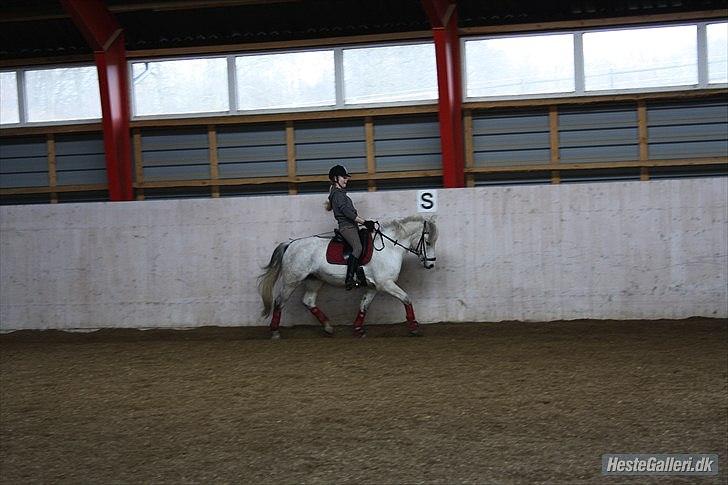 Anden særlig race Betty - Dressur underivsning! :) billede 16