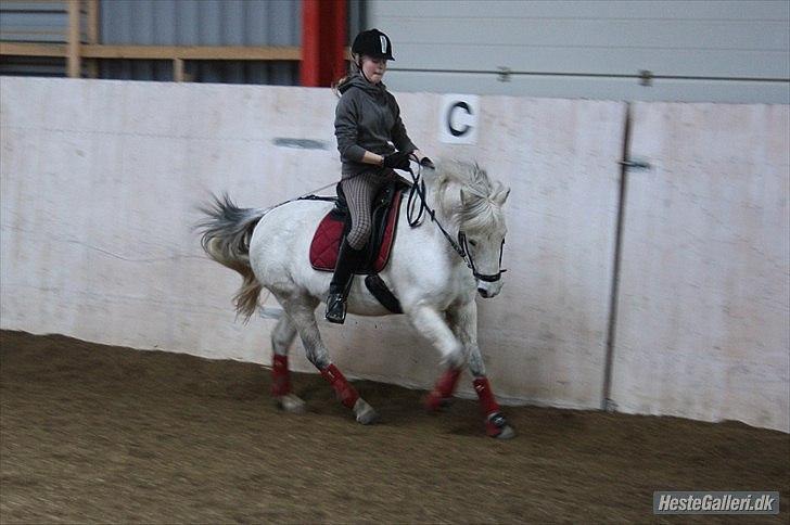 Anden særlig race Betty - Dressur underivsning! :) billede 17