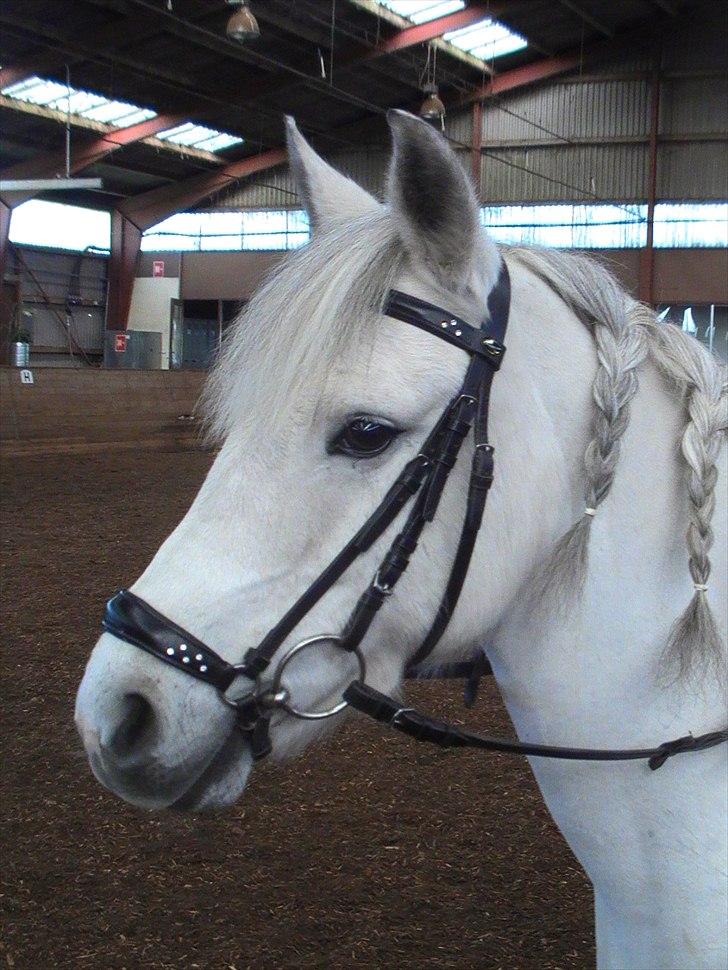 Anden særlig race Betty - Miin ponzz leger fotomodel (; elsket <´33 billede 18