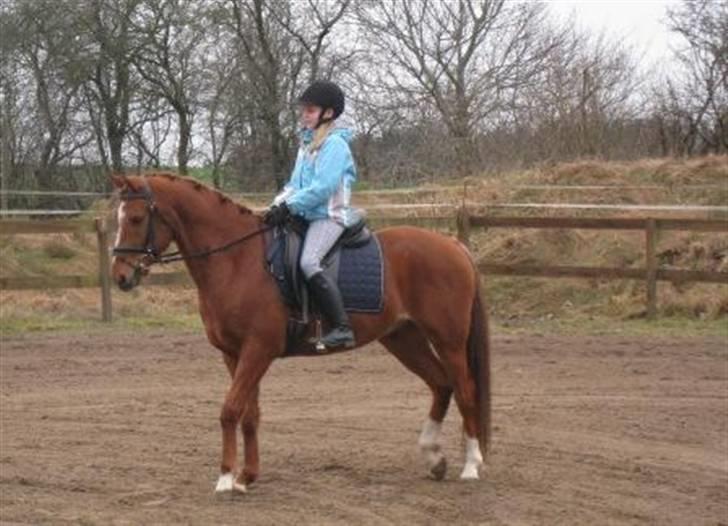 DSP BOMGAARDENS ANDIAMO B-PONY - Første gang jeg sad på ham<3.  billede 4