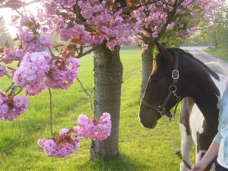 Pinto Mister Whitefoot - Mon de bider de blomster der? billede 14