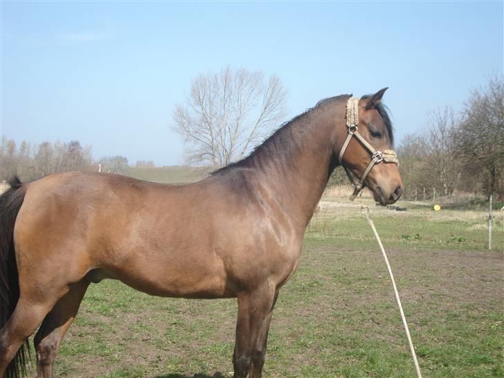 Arabisk fuldblod (OX) Mihrabs Orion  OX 4140 billede 13